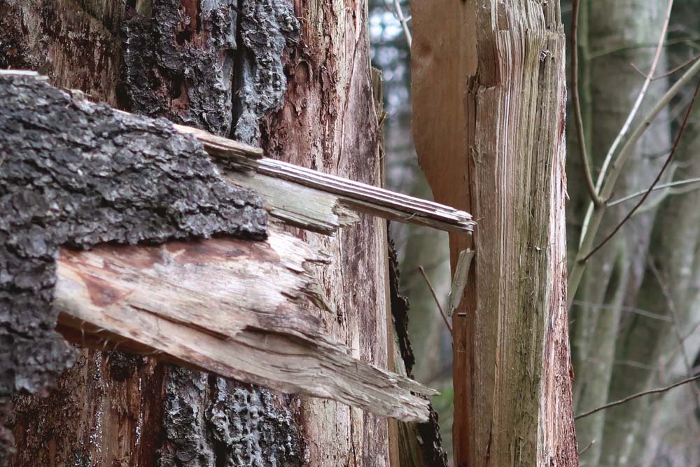 kaatunut puu koskettava