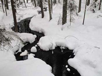 Puro solisee lumikinosten keskellä.. 

Pentti Salosen ottama luontokuva.