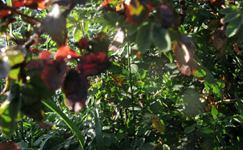 Värien nimi luonnosta