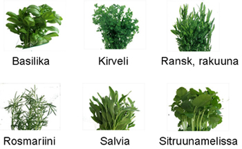 kuvassa yrttivalikoima kuudesta yrtistä
