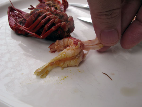 Rapujen syönti, pyrstö